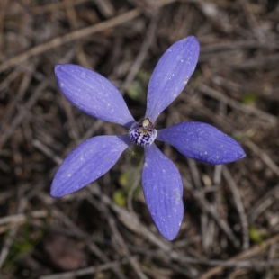 Cyanicula sericea